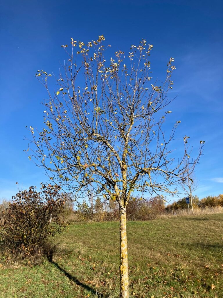 schopfloch 1