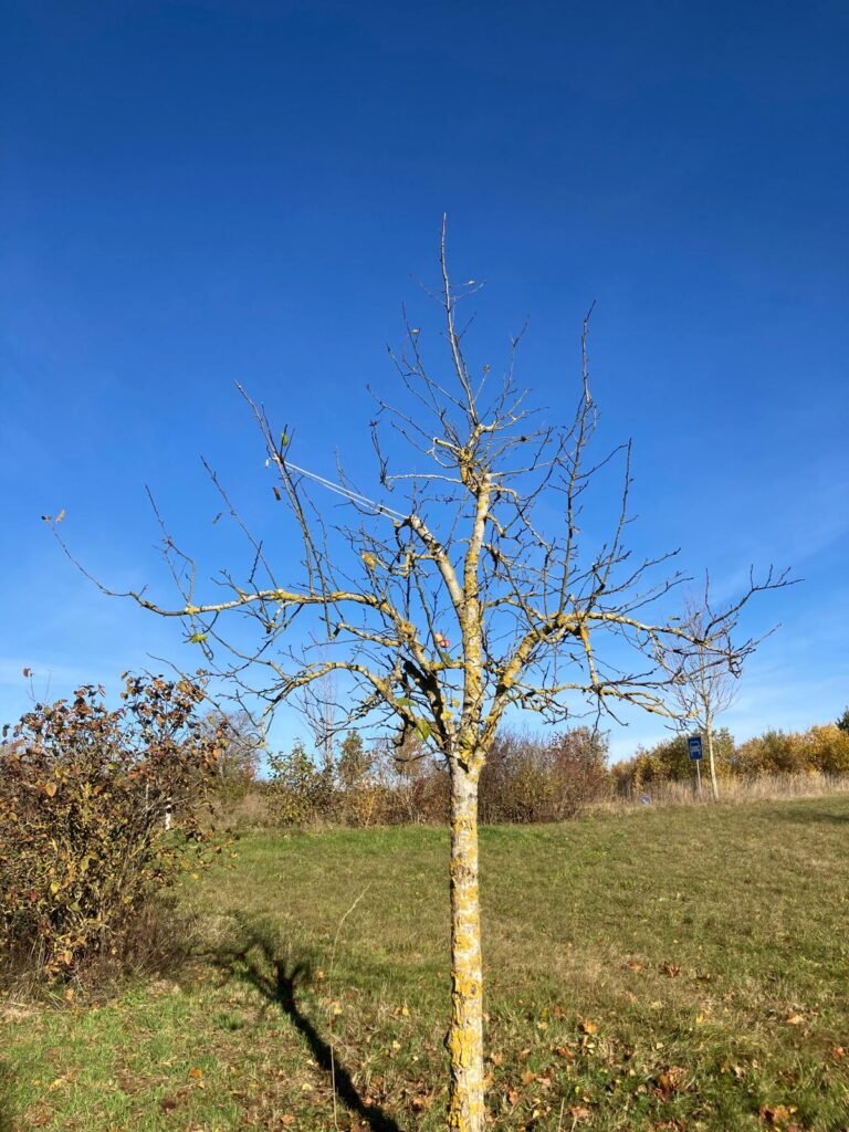 schopfloch 2